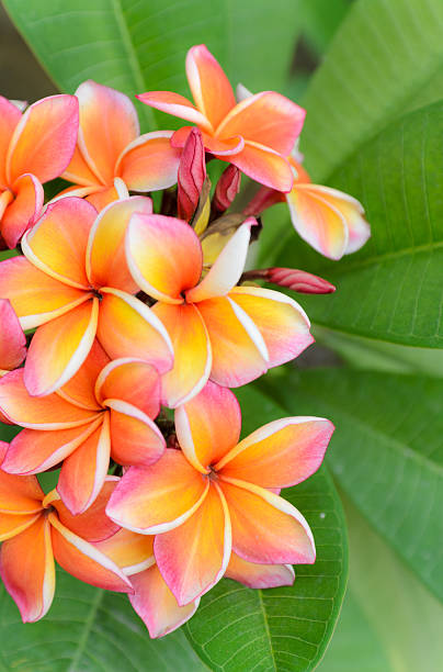 istock Pink Plumeria Flower 174178638