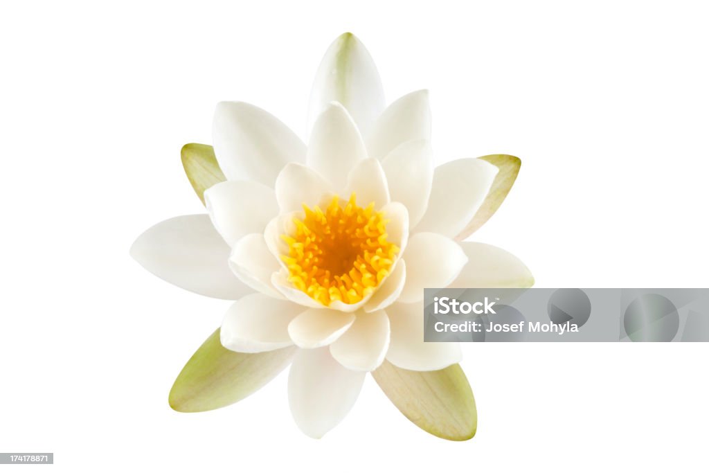 White Lotus Blume - Lizenzfrei Lotus - Seerose Stock-Foto