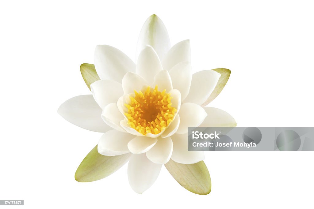 Fleur de Lotus blanc - Photo de Lotus - Nénuphar libre de droits