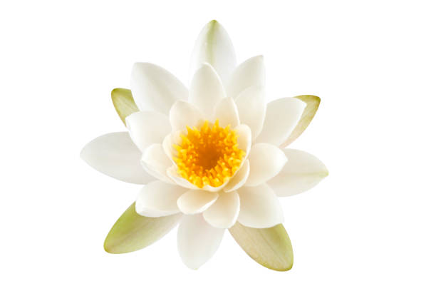 White Lotus flower White Lotus flower isolated on white background. Clipping path included. lotus water lily white flower stock pictures, royalty-free photos & images