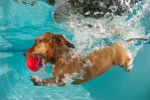 underwater image of dachshund as she dives into the pool to retrieve her ball. sight motion blur to accentuate movement on legs