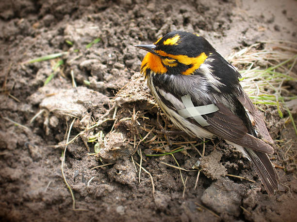 Little wounded bird Small bird standing on soil with crossed bandages on his wing and eyes closed. earth first aid stock pictures, royalty-free photos & images