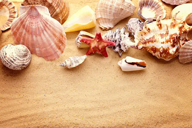 starfishes and seashells on the sand