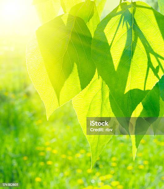 Sonne Über Die Poplar Blätter Stockfoto und mehr Bilder von Abstrakt - Abstrakt, Ast - Pflanzenbestandteil, Baum