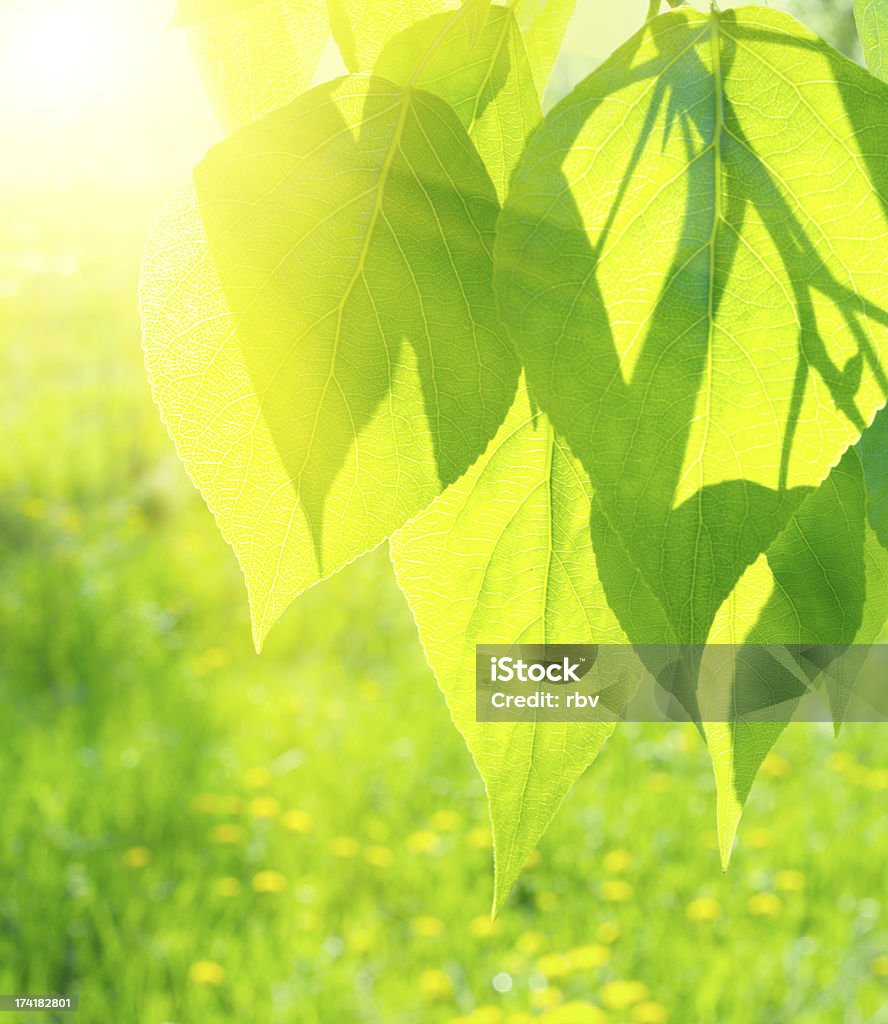 Sol sobre as folhas de poplar - Foto de stock de Abstrato royalty-free