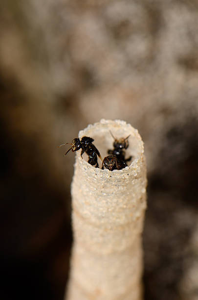 stingless 벌 (trigona pagdeni) - stingless 뉴스 사진 이미지