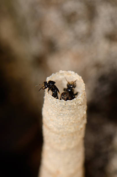 stingless пчела (trigona pagdeni) - stingless стоковые фото и изображения