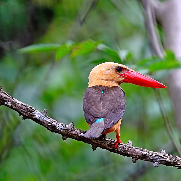 istock male Brown-winged Kingfisher 174183120