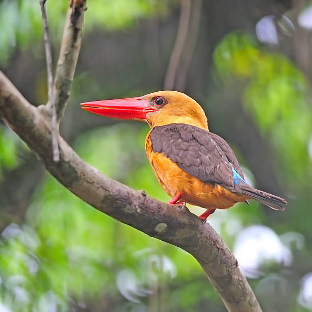 istock female Brown-winged Kingfisher 174183324