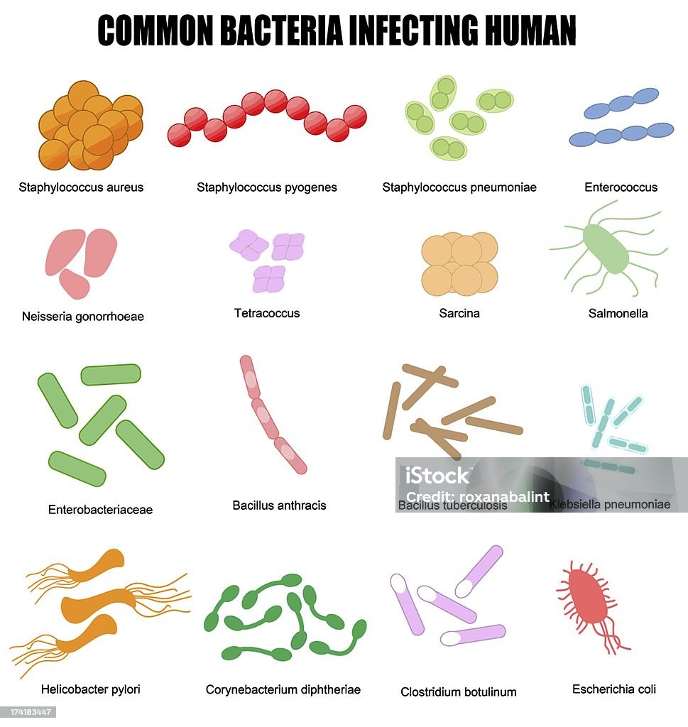 Bactérie commune des contamineurs de l'homme - Illustration de Gonocoque libre de droits