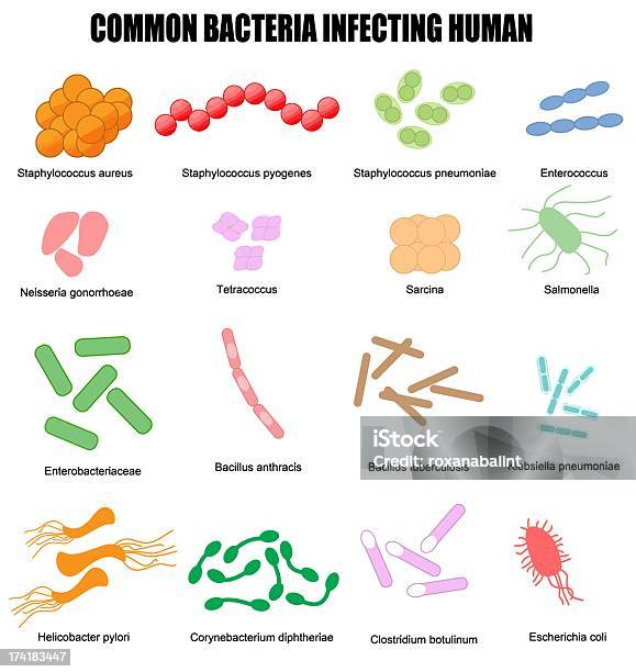 Bactérie Commune Des Contamineurs De Lhomme Vecteurs libres de droits et plus d'images vectorielles de Gonocoque - Gonocoque, Bacille botulique, Bacillus Subtilis