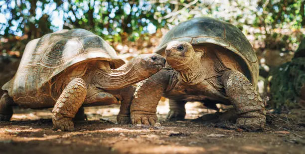 Photo of Couple of Aldabra giant tortoises endemic species - one of the largest tortoises in the world in zoo Nature park on Mauritius island. Huge reptiles portrait. Exotic animals, love and traveling concept