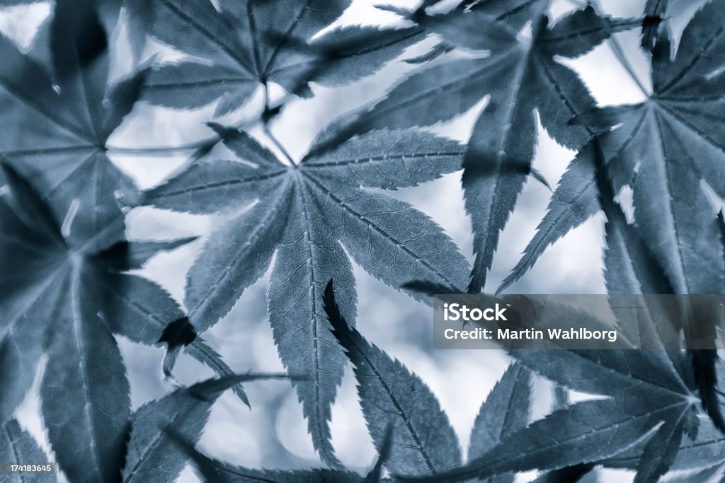 Blau getönt Blätter - Lizenzfrei Ahorn Stock-Foto