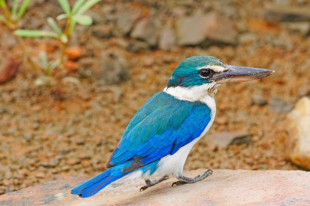 Sacred Kingfisher Beautiful Kingfisher, Sacred Kingfisher (Todiramphus sanctus), standing on the rock todiramphus sanctus stock pictures, royalty-free photos & images