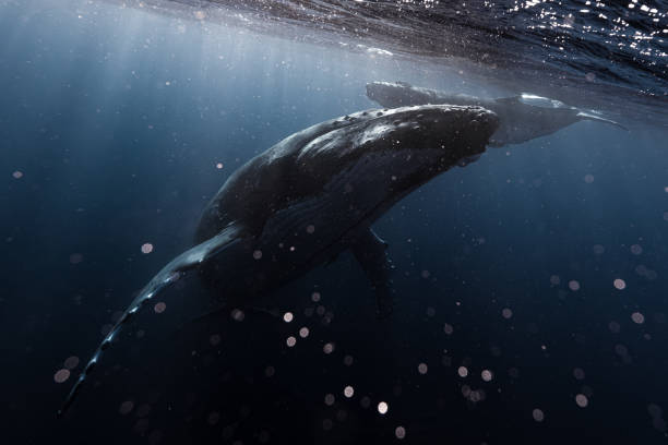 istock Humpback whale in the deep blue waters of Tonga. 1741841744