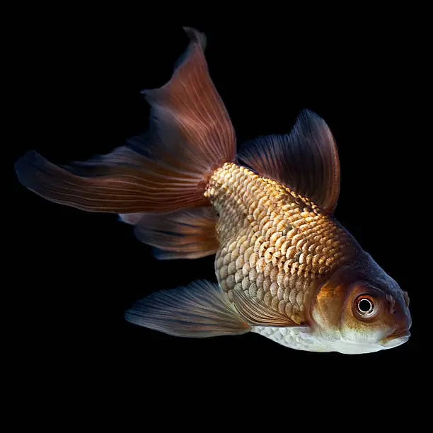 The veiltail is a type of goldfish known for its extra-long, flowing double tail.