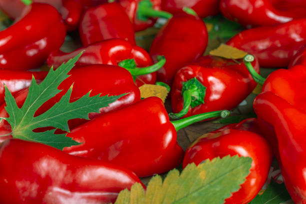 background of red bell pepper with green tail