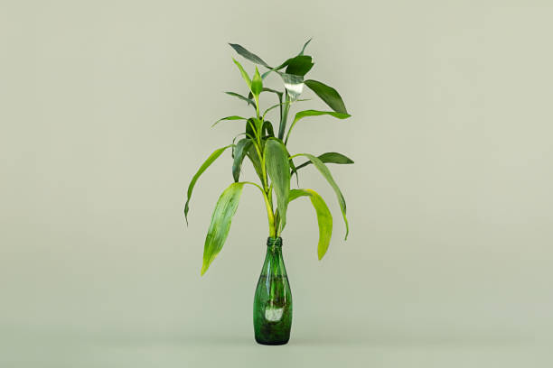 istock Lucky bamboo growing in water. Greenery still life. 1741851854