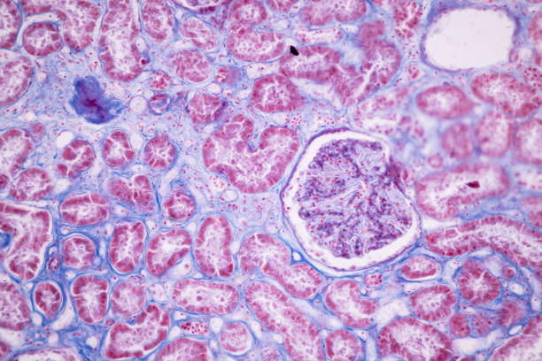 Histological Pancreas human, Liver human, Vermiform appendix human and Kidney Human under the microscope.