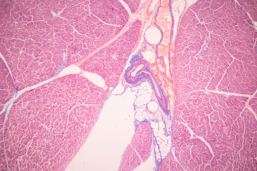 Histological Pancreas human, Liver human, Vermiform appendix human and Kidney Human under the microscope for education.