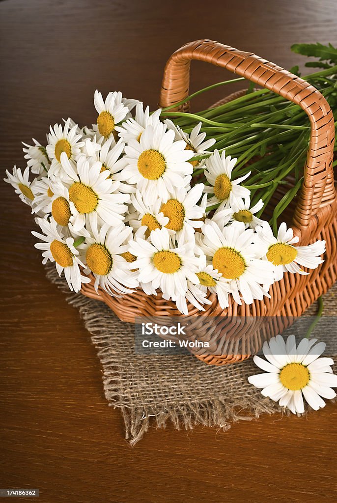 Camomille fleurs dans le panier - Photo de Beauté libre de droits