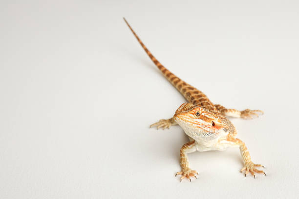 istock Bearded dragon, pogona vitticeps, isolated on white background, Tiger Pattern Morphs. Professional studio macro photography on isolated white background 1741869959