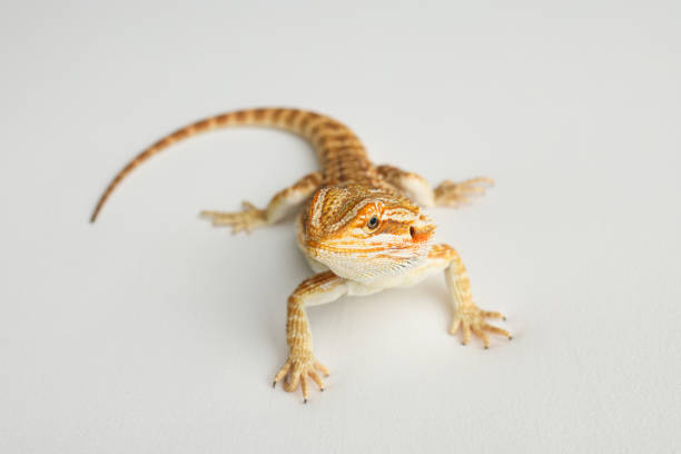 istock Bearded dragon, pogona vitticeps, isolated on white background, Tiger Pattern Morphs. Professional studio macro photography on isolated white background 1741870296