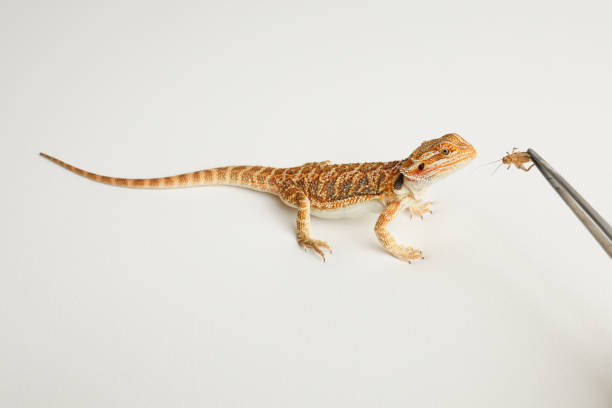 istock Bearded dragon, pogona vitticeps, isolated on white background, Tiger Pattern Morphs. Professional studio macro photography Feeding a lizard grasshoppers and crickets using metal tweezers. 1741870477
