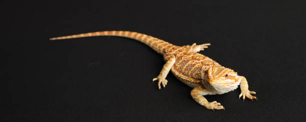 istock Bearded dragon, pogona vitticeps, isolated on black background, Tiger Pattern Morphs. Professional studio macro photography on isolated white background. Banner. 1741870479