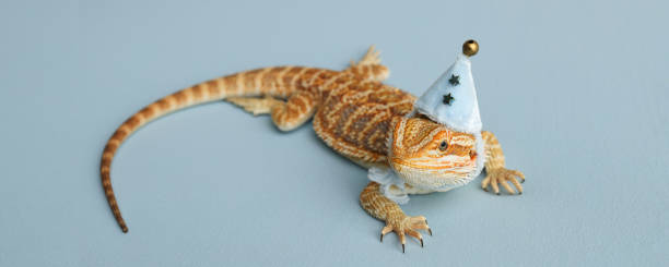 istock Bearded dragon, pogona vitticeps, isolated on blue background, Tiger Pattern Morphs. Professional studio macro photography on isolated. Dragon in a New Year's blue cap. New Year card. Banner. 1741870480