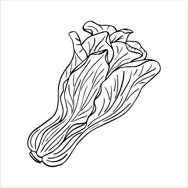 Vector illustration of Hand drawn graphic vector of bok choy vegetables. Chinese cabbage isolated on white background. Vegan products, fresh green vegetables, Chinese cabbage salad.