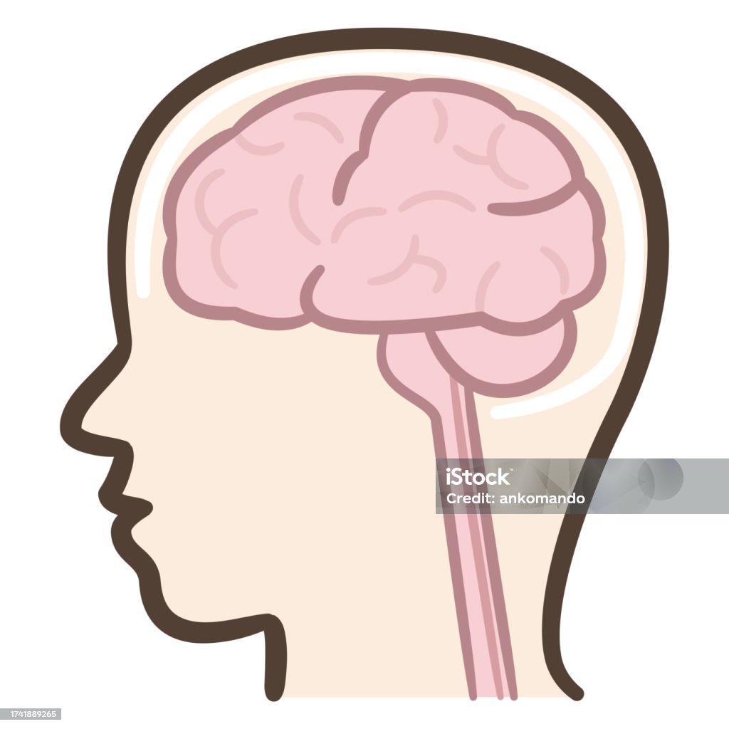 Brain Organ Vector Vector Illustration Of Organ Brain Stock Illustration - Download Image ...