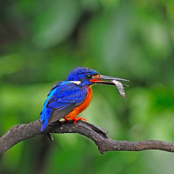 istock male Blue-eared Kingfisher 174189609