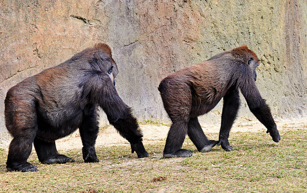 숫나사 및 femaie 로랜드고릴라 - animal ape monkey bonding 뉴스 사진 이미지