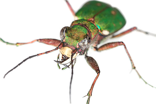 green tiger beetle (cicindela campestris) isolated - 班蝥 個照片及圖片檔