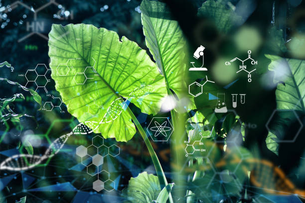 istock Biology laboratory nature and science. Science. Agriculture farming technology concept. 1741899584