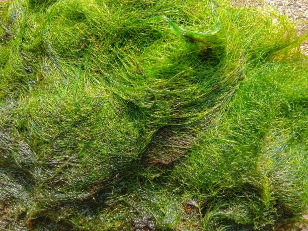 istock close up of green dry hair algae 1741899588
