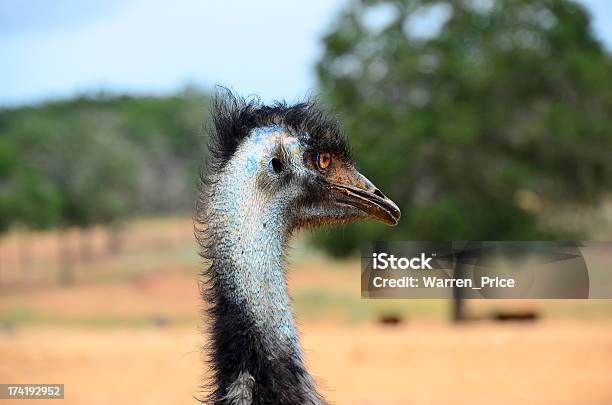 Testa Delluem - Fotografie stock e altre immagini di Animale selvatico - Animale selvatico, Clima arido, Close-up