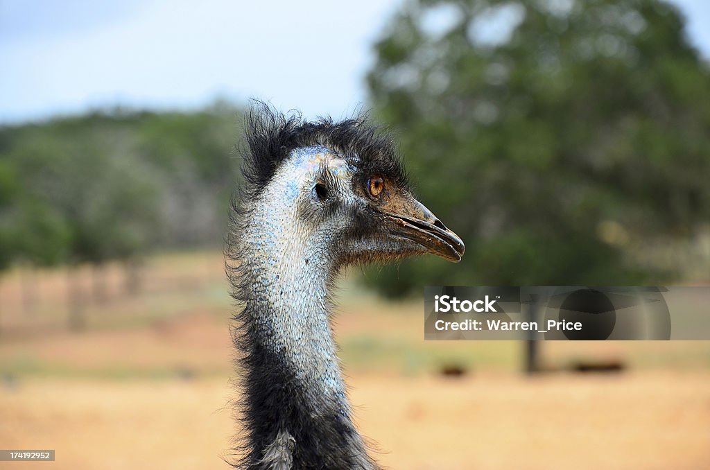 헤드 Emu (Dromaius novaehollandiae) - 로열티 프리 건조 기후 스톡 사진