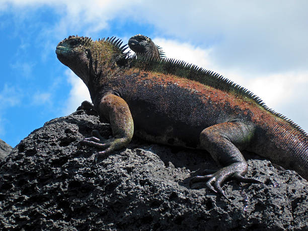 istock Two Marine Iguanas On Rock 174193447