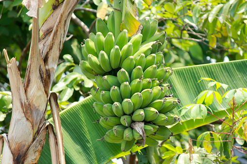 Unripe Bananas on tree. Bunch of green banana,banana tree background,Tropical fruit