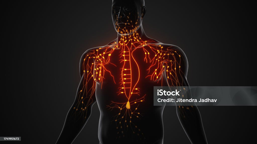 Anatomical Structure Of The Human Lymphatic System Stock Photo ... Biology Diagrams