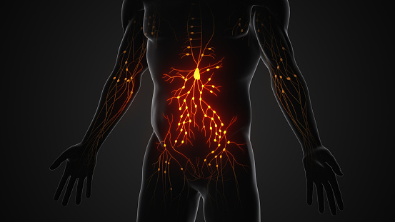 Anatomical Structure Of The Human Lymphatic System Stock Photo ... Biology Diagrams