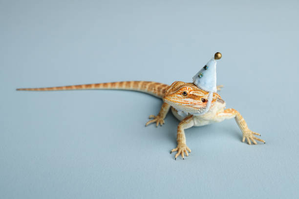 istock Bearded dragon, pogona vitticeps, isolated on blue background, Tiger Pattern Morphs. Professional studio macro photography on isolated blue background. Dragon in a New Year's blue cap. New Year card. 1741953870