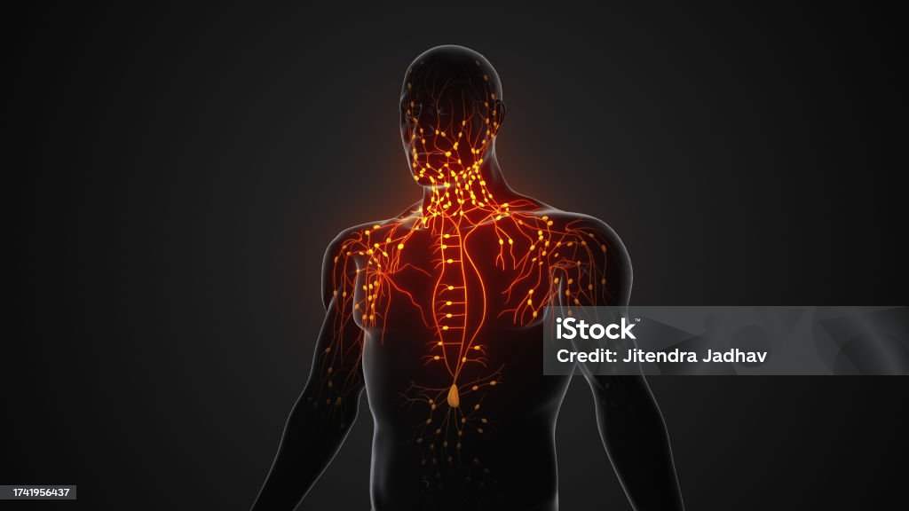 Anatomical Structure Of The Human Lymphatic System Stock Photo ... Biology Diagrams