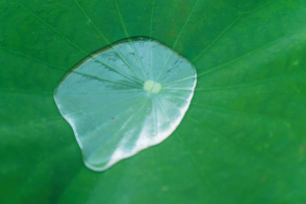 istock Water drop on green lotus leaf after rain (Nelumbo nucifera). Beautiful leaf texture in nature 1741974109