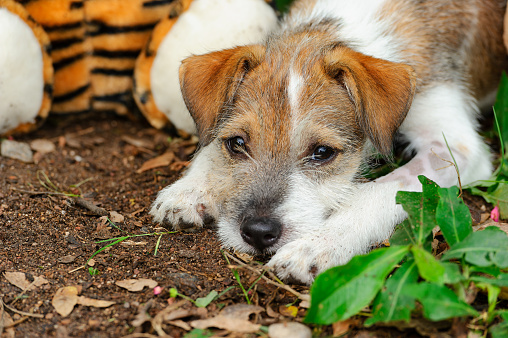 A Cute Scruffy Puppy Dog Is Outdoors Lying Down With A Sad Lazy look On His face