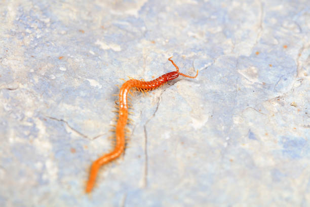 A slow-moving millipede crawling across a textured concrete or bark surface, offering detailed insight into natural insect behavior. Ideal for biology, ecosystem, and decomposition-themed content. Perfect for documentaries, educational media, or nature backgrounds. Rich in earth tones and natural light for versatility.
