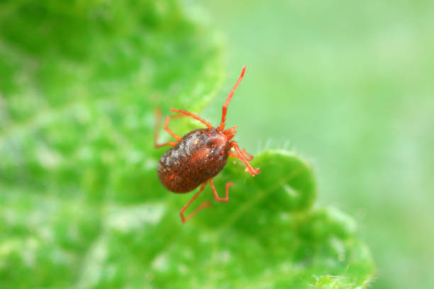 istock A tick mite in green leaves, North China 1741977557