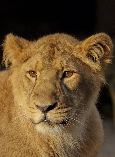 3,237 Lion Ears Stock Photos, Pictures & Royalty-Free Images - iStock 3,237 Lion Ears Stock Photos, Pictures & Royalty-Free Images - iStock